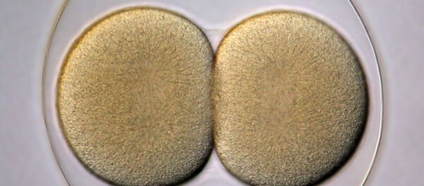 Sea biscuit embryo - Sputnik International