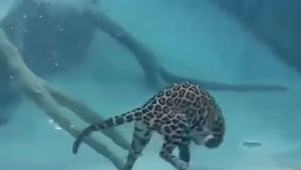 Jaguar Swims Underwater - Sputnik International