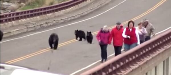 Black Bears - Sputnik International