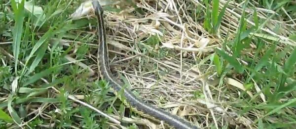 Snake steals my son's little perch Snake steals my son's little perch - Sputnik International