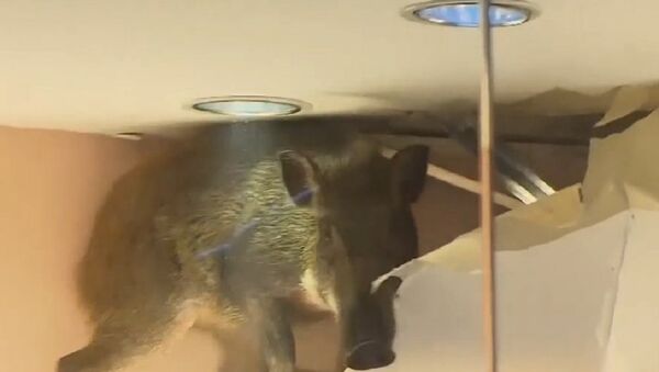 Crowd goes wild for 'cute' boar trapped inside store in Hong Kong - Sputnik International