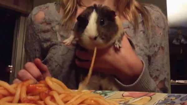 Guinea Pig Slurps Up Spaghetti - Sputnik International