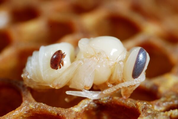 A bloodsucking varroa mite sits atop a bee nymph. The mites - which arrived in the US in the 19080s are one of the factors that scientists are studying as possible causes of colony collapse disorder. A bloodsucking varroa mite sits atop a bee nymph. The mites - which arrived in the US in the 19080s are one of the factors that scientists are studying as possible causes of colony collapse disorder. - Sputnik International