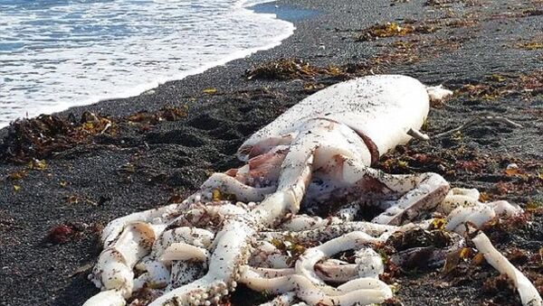 A giant squid measuring a whopping seven meters in length from top to tentacles has reportedly been found on a beach on New Zealand’s South Island - Sputnik International