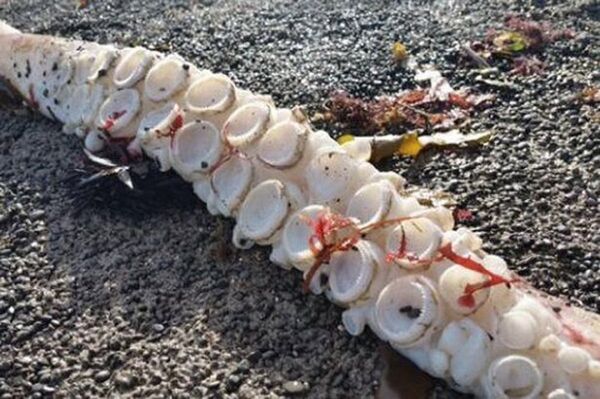 Giant squid's tentacle Giant squid's tentacle - Sputnik International