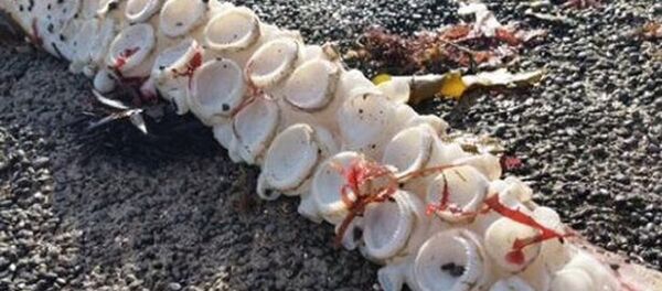 Giant squid's tentacle Giant squid's tentacle - Sputnik International