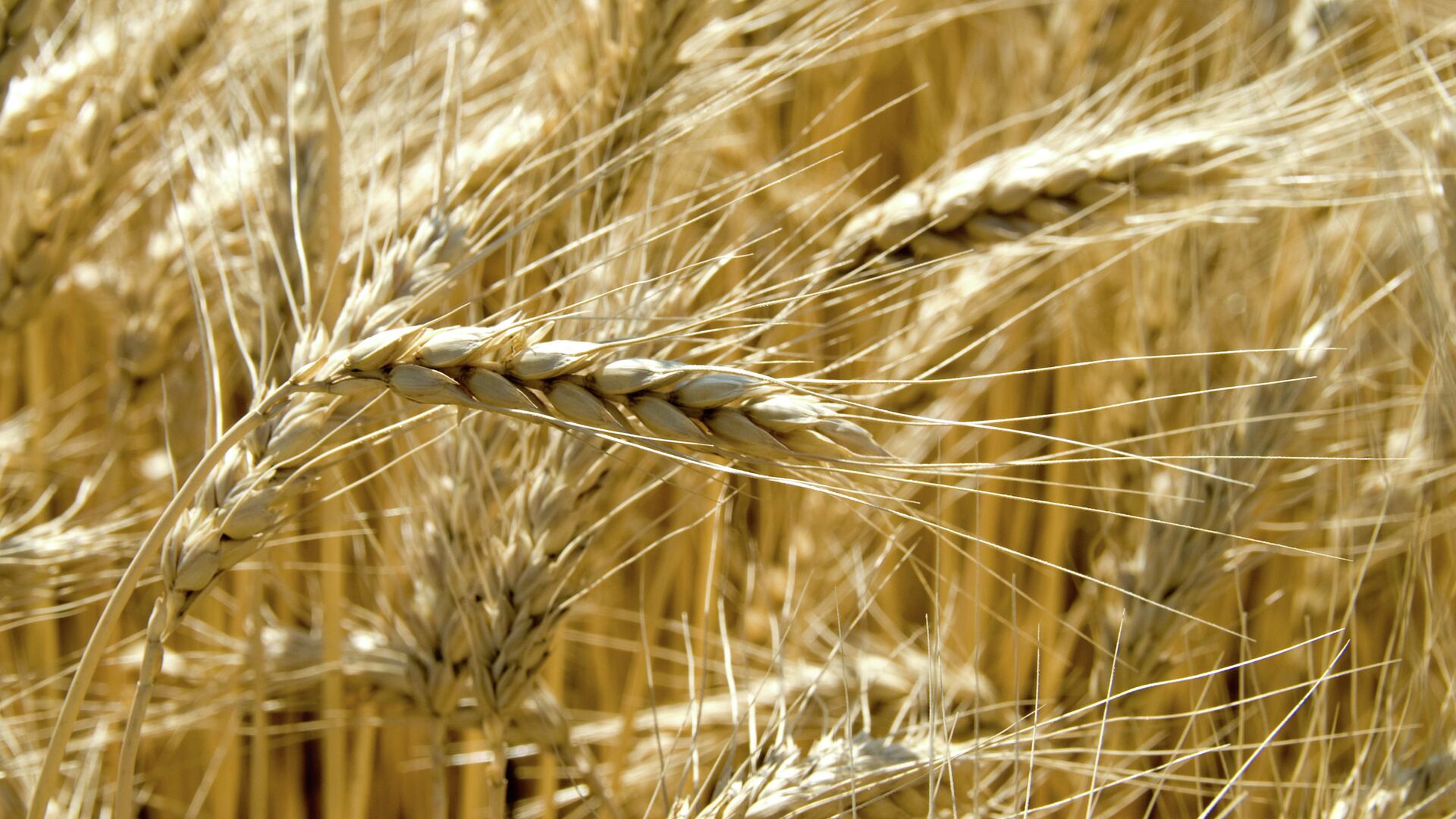 Grain harvest in the fields - Sputnik International, 1920, 18.09.2023