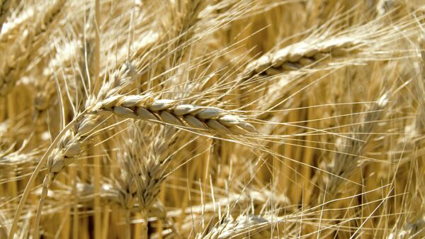 Grain harvest in the fields - Sputnik International
