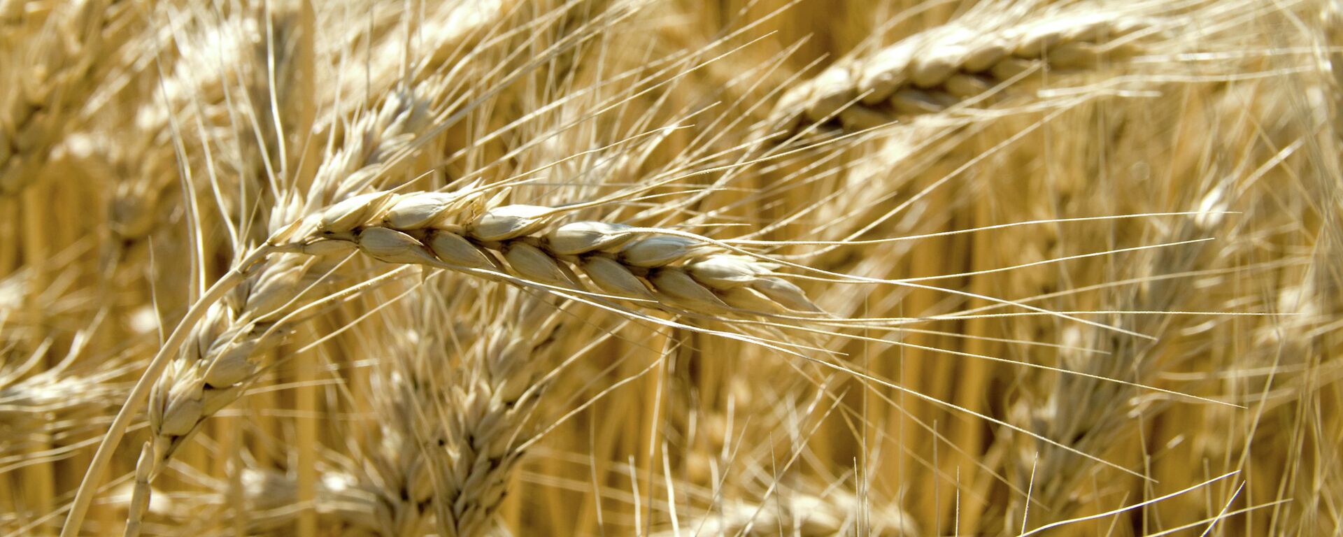Grain harvest in the fields - Sputnik International, 1920, 18.09.2023