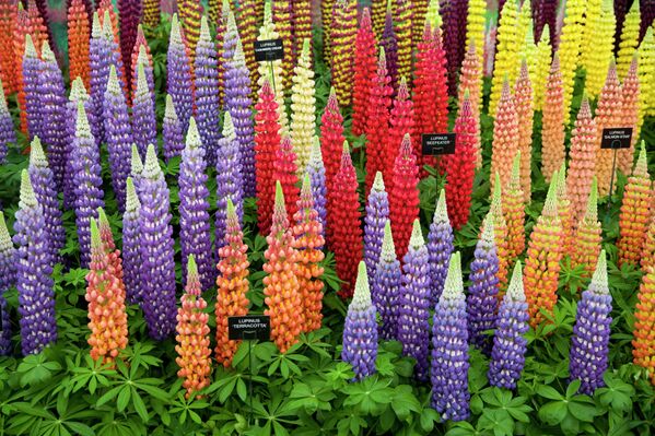 Lupinus flowers are displayed at the 2015 Chelsea Flower Show in London. - Sputnik International