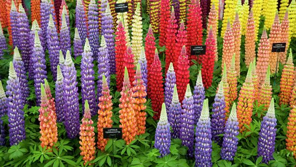 Lupinus flowers are displayed at the 2015 Chelsea Flower Show in London. - Sputnik International