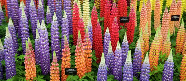 Lupinus flowers are displayed at the 2015 Chelsea Flower Show in London. - Sputnik International