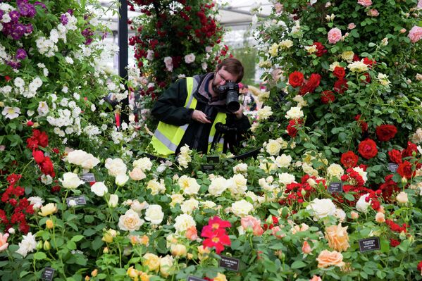 A photographer takes pictures of a display of roses at the 2015 Chelsea Flower Show in London. - Sputnik International