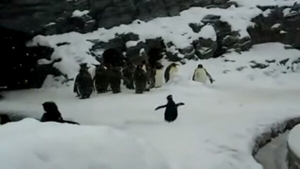 A happy pinguin - Sputnik International