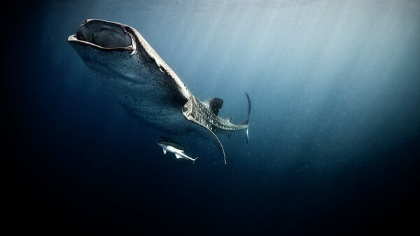 Underwater Photography - Sputnik International