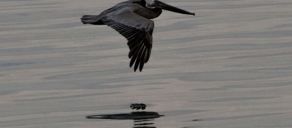 Oil spill - Sputnik International