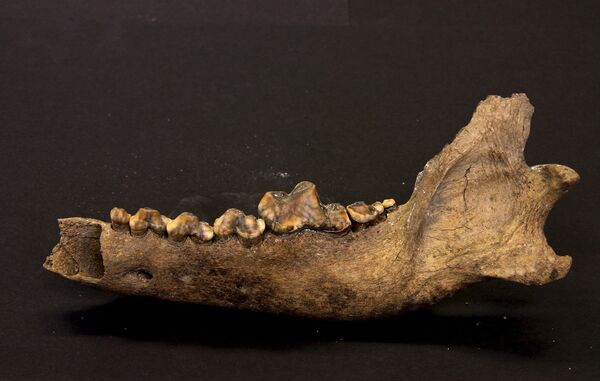The lower jawbone of the Taimyr Wolf that lived approximately 27,000 to 40,000 years ago is seen in an undated handout picture courtesy of geneticist Love Dalen of the Swedish Museum of Natural History The lower jawbone of the Taimyr Wolf that lived approximately 27,000 to 40,000 years ago is seen in an undated handout picture courtesy of geneticist Love Dalen of the Swedish Museum of Natural History - Sputnik International