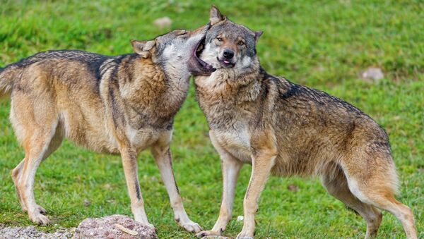 Wolves gently biting each other - Sputnik International