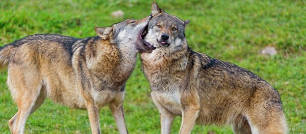 Wolves gently biting each other Wolves gently biting each other - Sputnik International