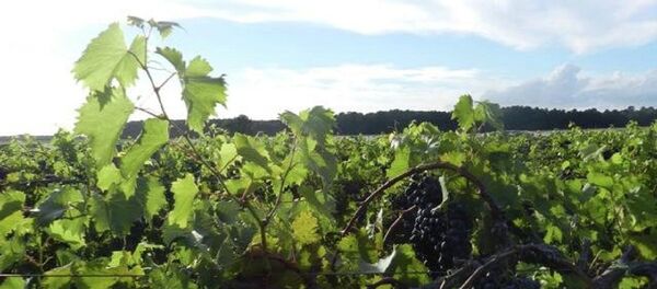 American Farmers Find New Ways to Grow Profits - Sputnik International