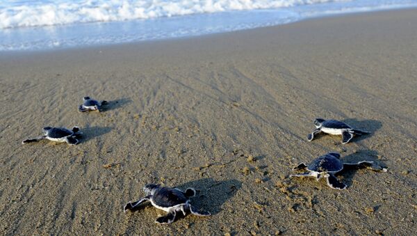 This photograph taken on March 23, 2014 shows baby green turtles crawling to the sea - Sputnik International