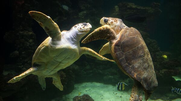 Two loggerhead sea turtles are seen at the Meeresmuseum sea museum in Stralsund, northeastern Germany, where an annual animal examination took place on March 5, 2015 - Sputnik International