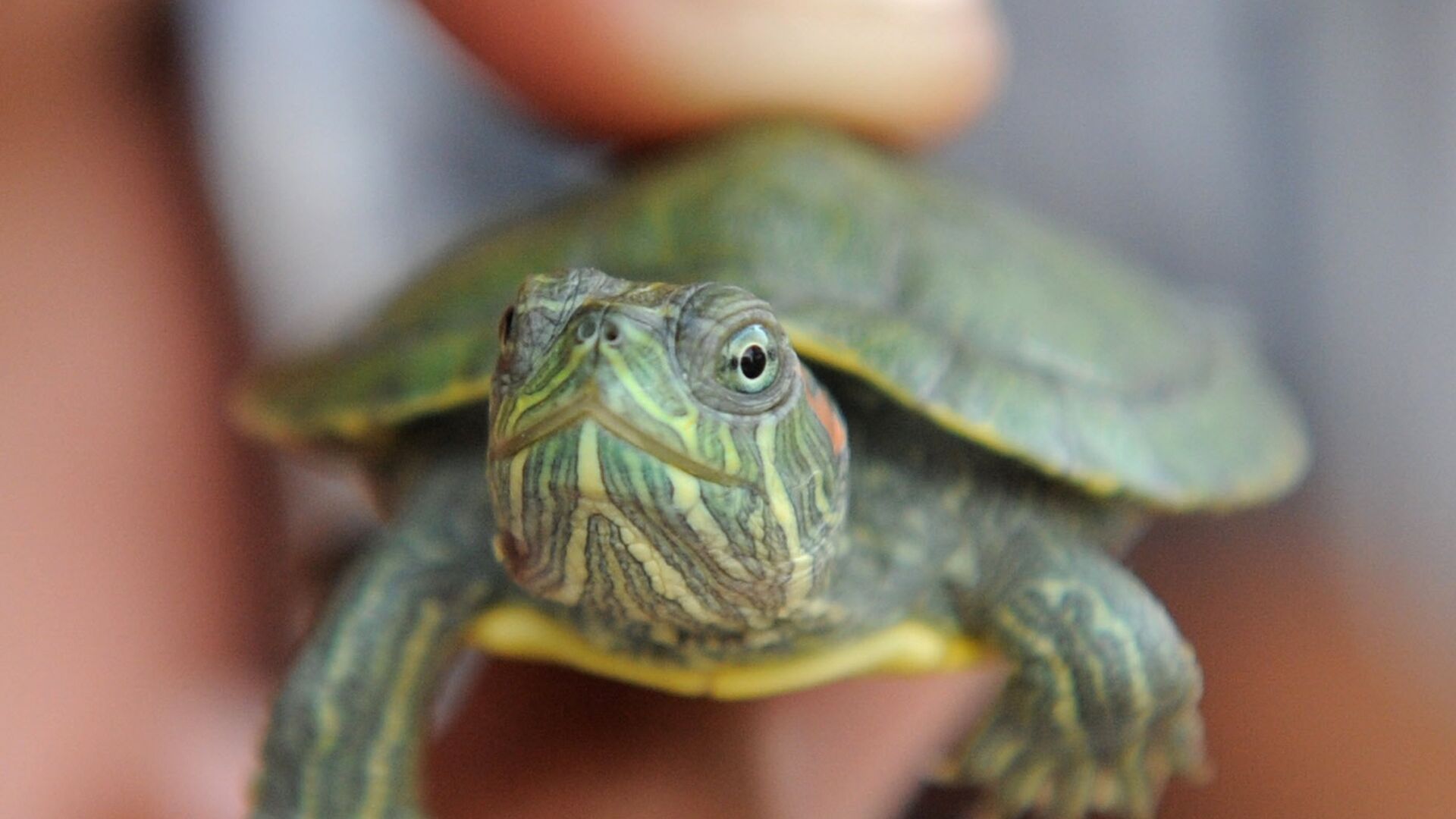 Scientists Give Fossilized Baby Turtle Pokemon-Inspired Nickname