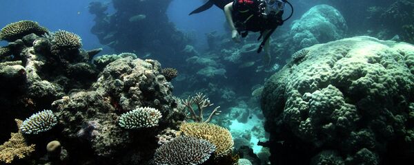 Great Barrier Reef - Sputnik International