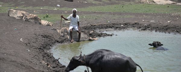 An Indian man sits under the hot sun next to his cattle on the outskirts of Hyderabad on May 25, 2015 - Sputnik International