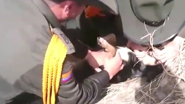 Dramatic rescue: Colombia police pull dog from mudslide, give him mouth-to-mouth - Sputnik International