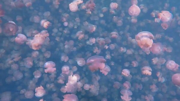 Jellyfish Lake, Palau - Sputnik International
