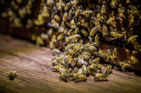 Beekeepers first noticed a rise in the deaths of their bees in the mid 1990s, but it didn't come to widespread attention until the middle of the last decade. The phenomenon was dubbed colony collapse disorder and in 2013 the highest rate of bee deaths was recorded when 45% of colonies were lost. Beekeepers first noticed a rise in the deaths of their bees in the mid 1990s, but it didn't come to widespread attention until the middle of the last decade. The phenomenon was dubbed colony collapse disorder and in 2013 the highest rate of bee deaths was recorded when 45% of colonies were lost. - Sputnik International