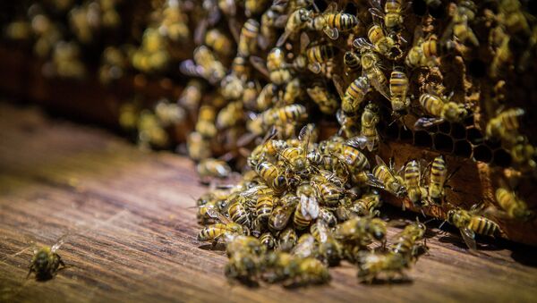 Beekeepers first noticed a rise in the deaths of their bees in the mid 1990s, but it didn't come to widespread attention until the middle of the last decade. The phenomenon was dubbed colony collapse disorder and in 2013 the highest rate of bee deaths was recorded when 45% of colonies were lost. - Sputnik International