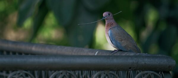 Pakistani pigeon Pakistani pigeon - Sputnik International