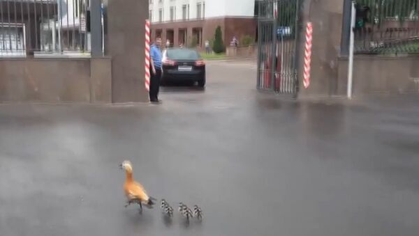 Ducklings, led by mother, head into Moscow's White House - Sputnik International