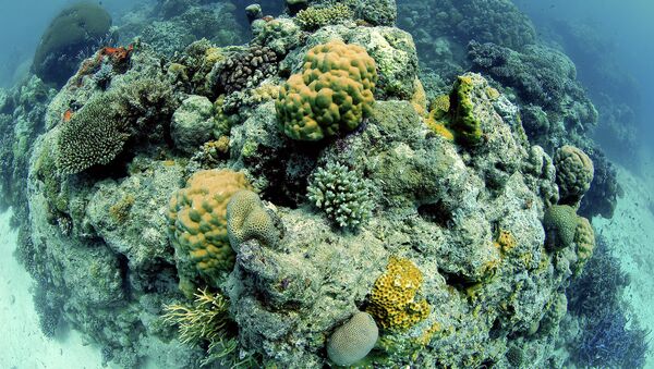 Great Barrier Reef, Australia, Pacific Ocean - Sputnik International