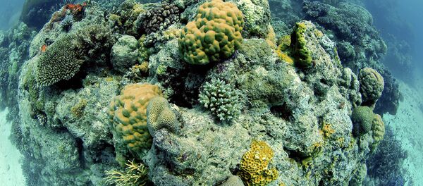 Great Barrier Reef, Australia, Pacific Ocean - Sputnik International