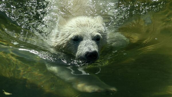 A polar bear cub swims in his enclosure at Moscow’s Zoo - Sputnik International