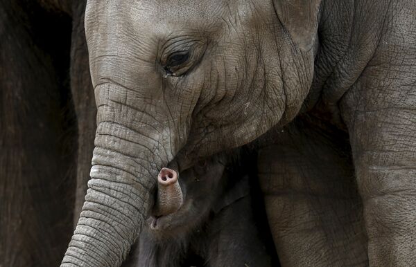 The trunk of a newborn Asian elephant is seen next to his mother Farina at Pairi Daiza wildlife park, a zoo and botanical garden in Brugelette, Belgium The trunk of a newborn Asian elephant is seen next to his mother Farina at Pairi Daiza wildlife park, a zoo and botanical garden in Brugelette, Belgium - Sputnik International