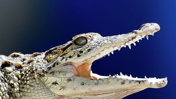 A young Cuban crocodile opens its jaws in a quarantined enclosure at the National Zoo in Havana, Cuba - Sputnik International