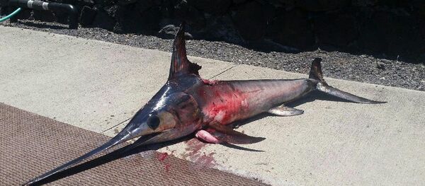A courtesy photo of the swordfish that killed Randy Llanes, a Hawaii fisherman that was trying to reel it in A courtesy photo of the swordfish that killed Randy Llanes, a Hawaii fisherman that was trying to reel it in - Sputnik International