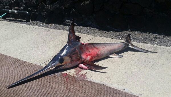 A courtesy photo of the swordfish that killed Randy Llanes, a Hawaii fisherman that was trying to reel it in - Sputnik International