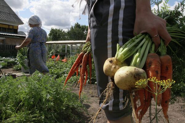 Harvesting on country sites in Omsk region Harvesting on country sites in Omsk region - Sputnik International