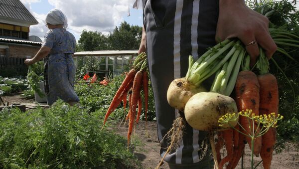 Harvesting on country sites in Omsk region - Sputnik International