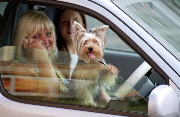 A car-driver with a dog on a street of Khabarovsk A car-driver with a dog on a street of Khabarovsk - Sputnik International