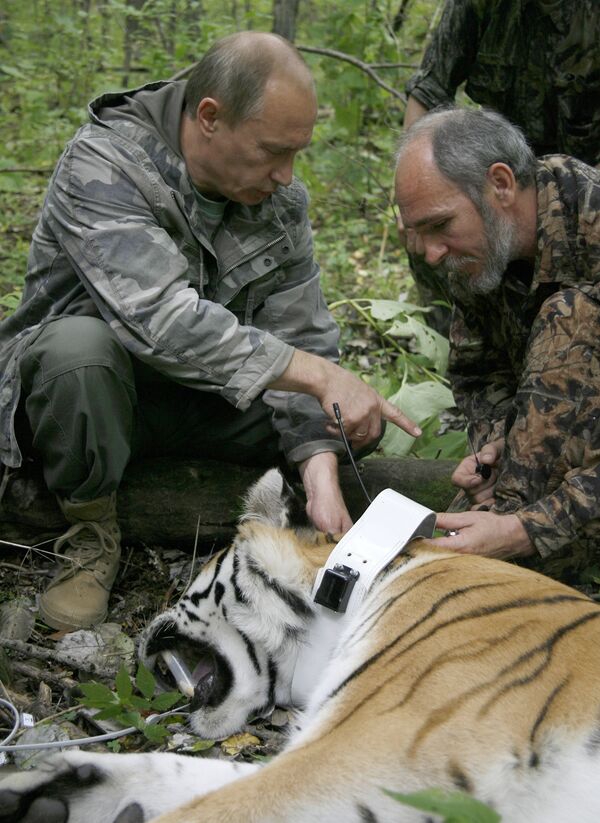 August 31, 2008. Russian Prime Minister Vladimir Putin, left, and Senior Researcher of the Ecology and Evolution Problems Institute of the Russian Academy of Sciences Viktor Lukaretsky, right, putting a GPS-Argos transmitter neckstrap on a five year-old tigress, temporarily immobilized by scientists, during a visit to the Ussuri Reserve in the Far East - Sputnik International