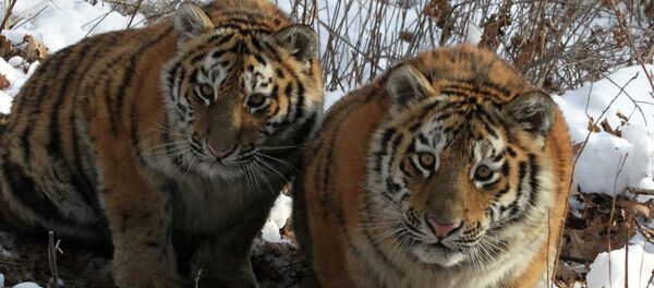 Tigresses Amurochka and Taiga in an enclosure at Shkotovo safari park in Primorye Tigresses Amurochka and Taiga in an enclosure at Shkotovo safari park in Primorye - Sputnik International