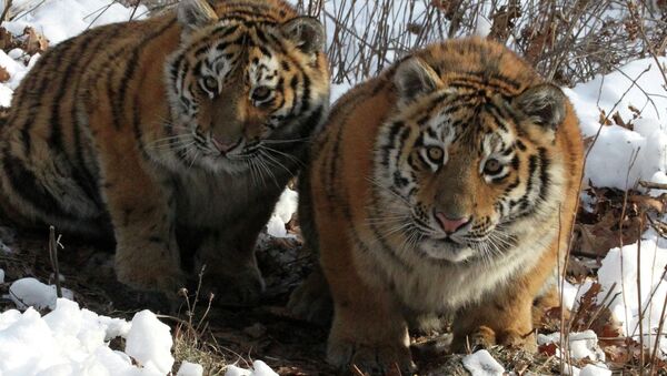 Tigresses Amurochka and Taiga in an enclosure at Shkotovo safari park in Primorye - Sputnik International