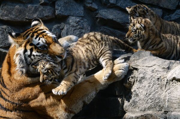 Amur tiger cubs born in Novosibirsk - Sputnik International
