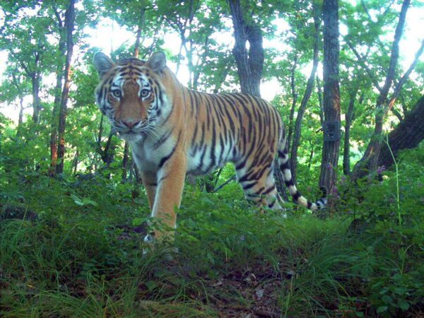 Siberian tiger - Sputnik International